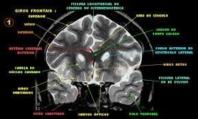 setores da radiologia 