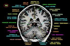 setores da radiologia 