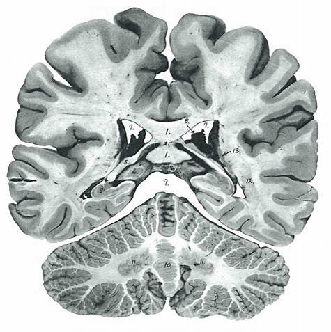 imagem anatomia humana 