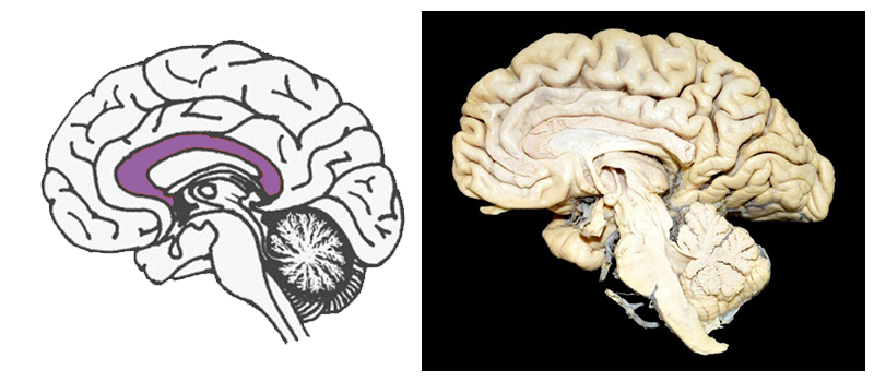 setores da radiologia 