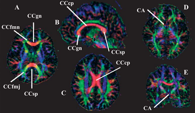 setores da radiologia 